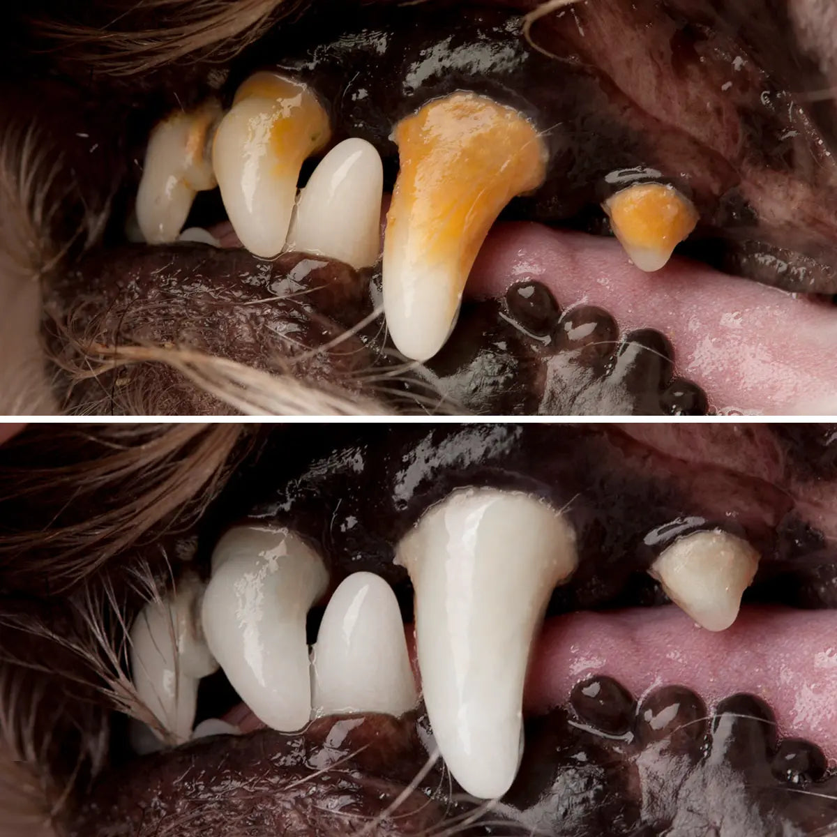CleanDento Pet | Slimme technologie voor een stralend, gezond hondengebit